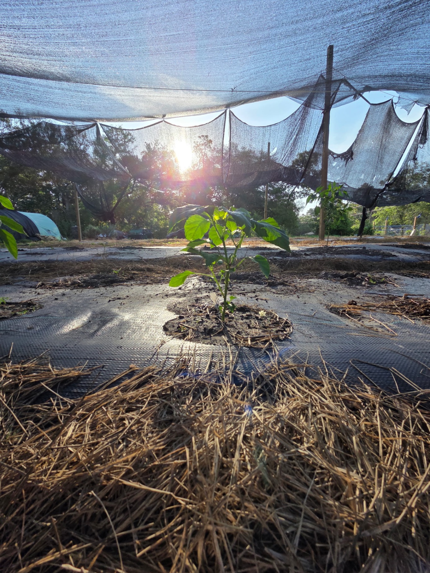 Young pepper plant growing under shade netting at golden hour on the Bagshot Row farm