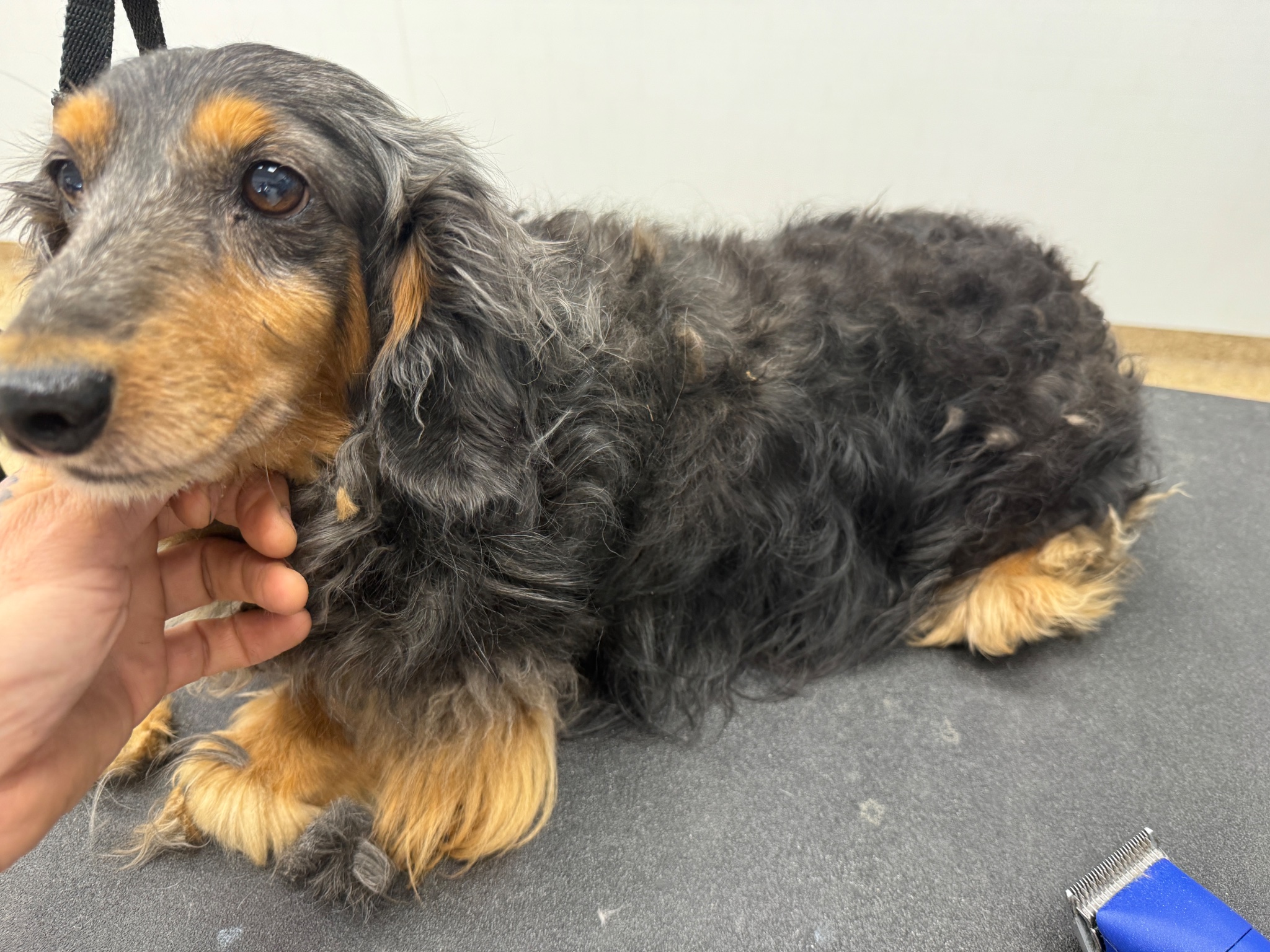 Dachshund on grooming table at Bagshot Row