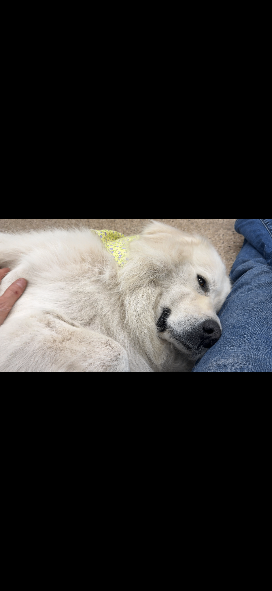 White golden retriever resting peacefully at Bagshot Row