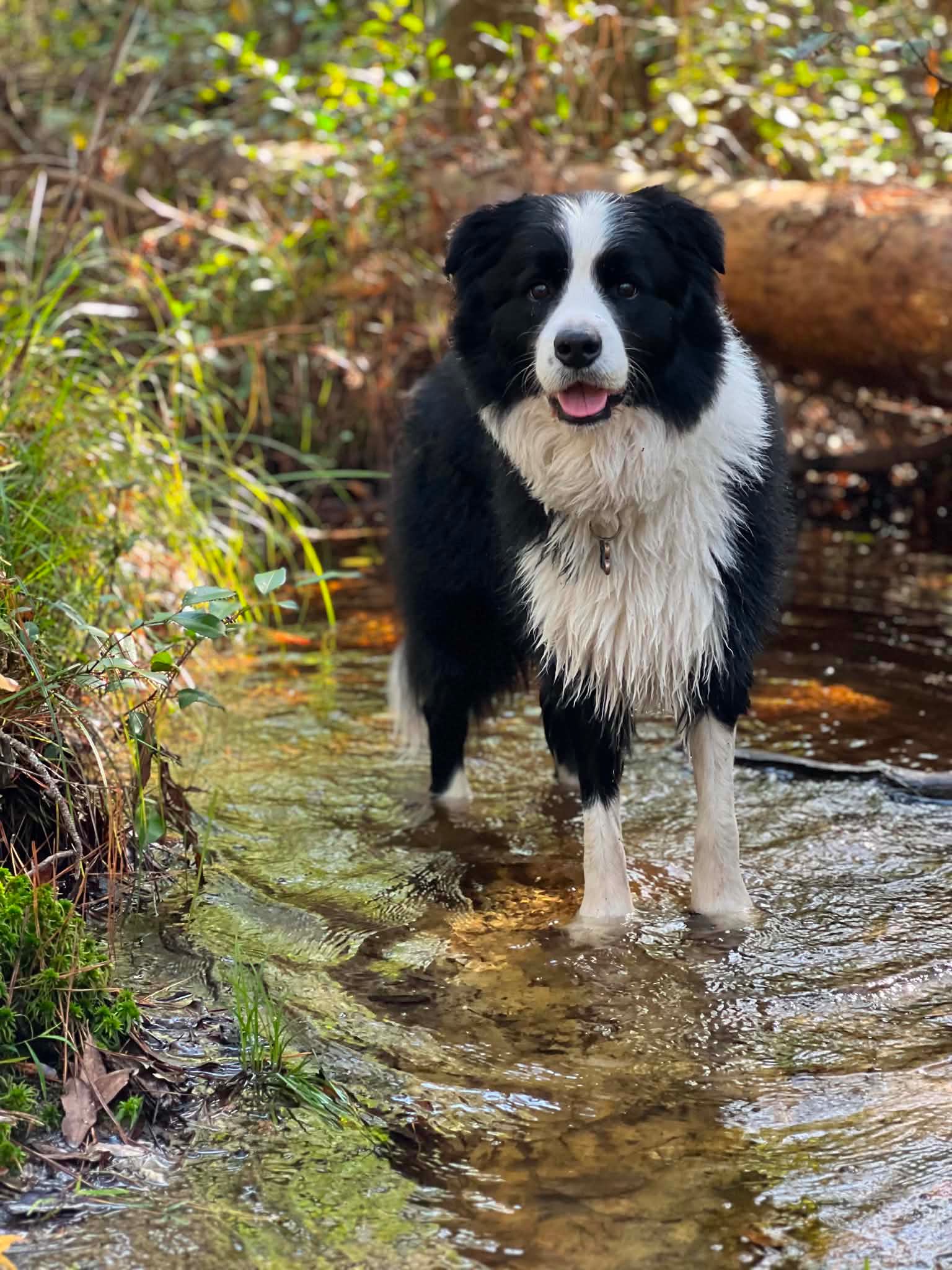 Border collie standing in a creek after a bath at Bagshot Row